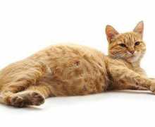 Чекајќи ги мачиња - колку бремени мачки одат, рани знаци на бременост, породу...